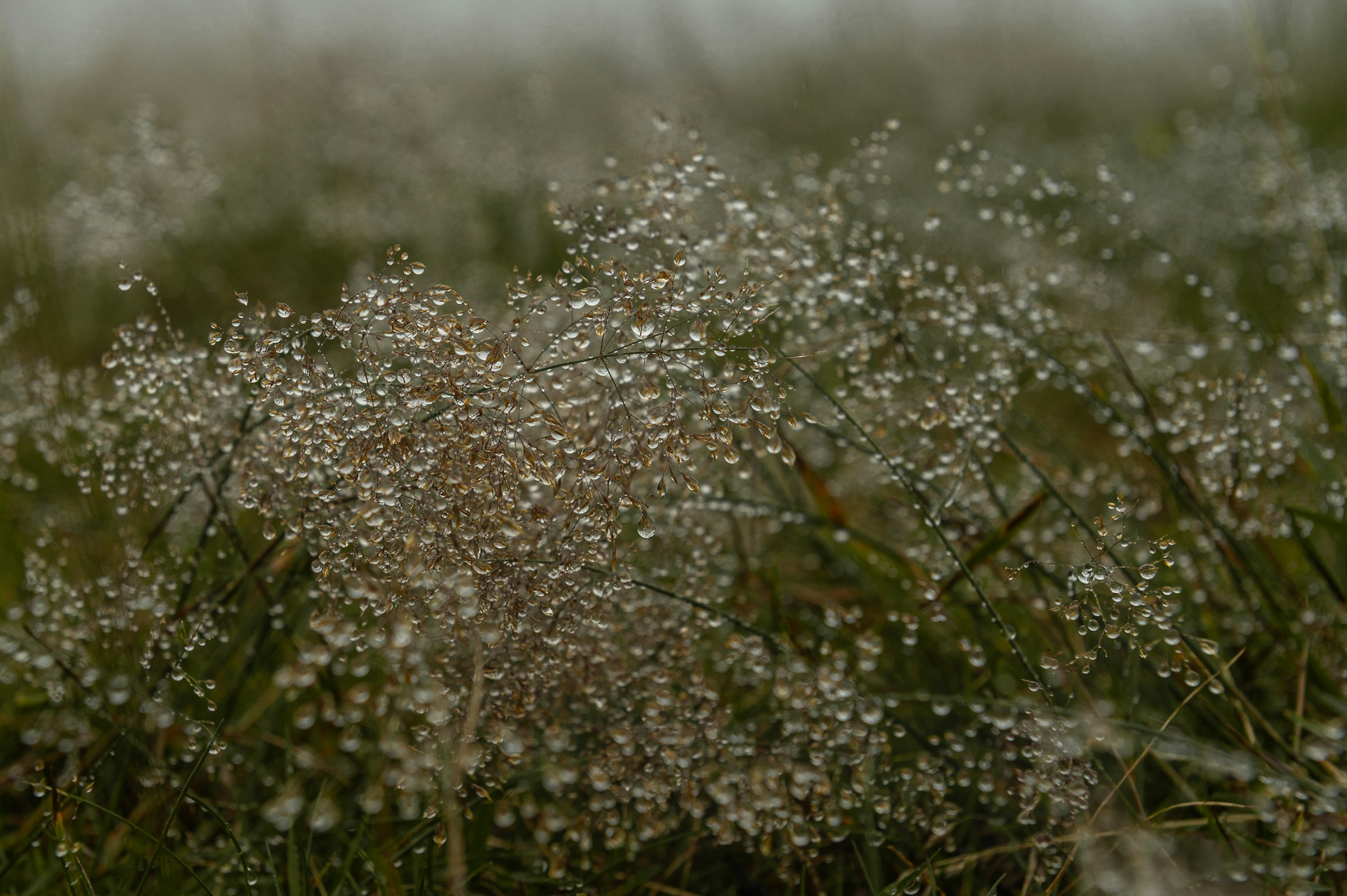 Dew-covered grass seed heads in morning light